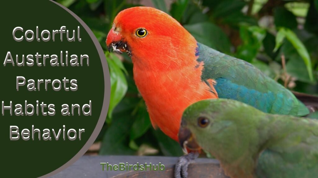 Colorful Australian Parrots Habits and Behavior