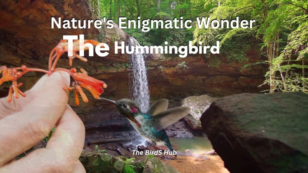 The Hummingbird