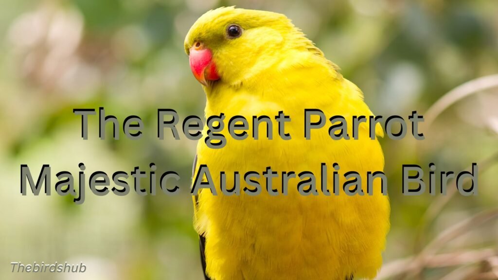 Regent Parrot Majestic Australian