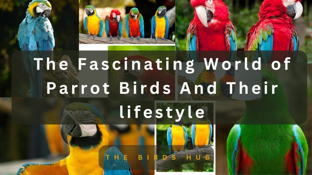 Parrot Birds And Their lifestyle