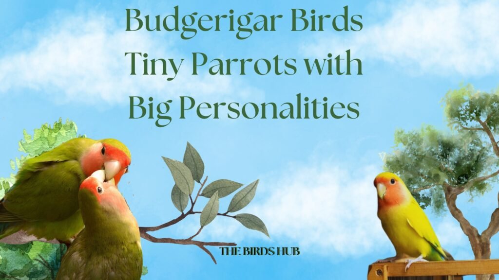 Budgerigar Birds Tiny Parrots