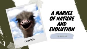 The Ostrich A Marvel of Nature and Evolution