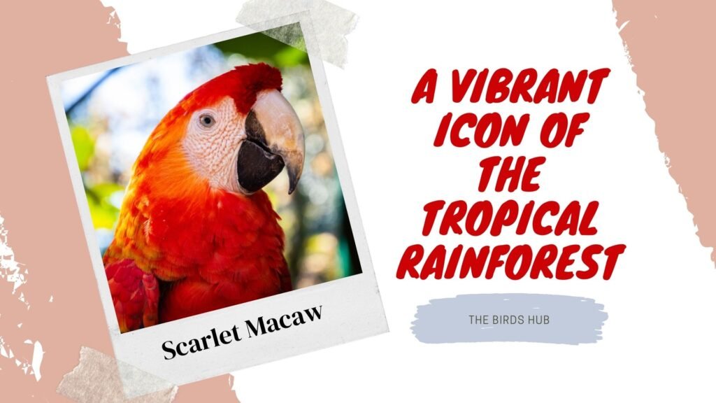 Vibrant Masterpiece Scarlet Macaws