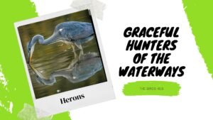 Graceful Hunters of Waterways Herons